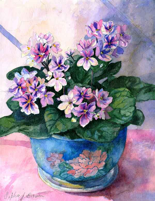 African Violet