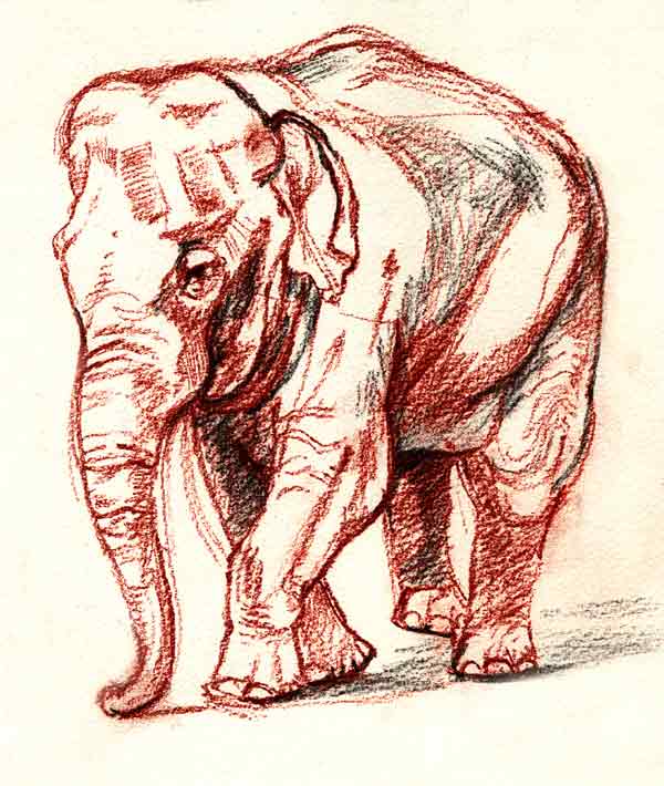 Matriarchal Elephant