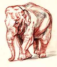 Matriarchal Elephant